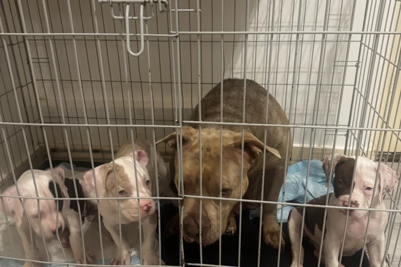 American Bulldog