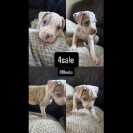 American Bulldog