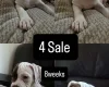 American Bulldog