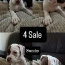 American Bulldog
