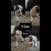 American Bulldog