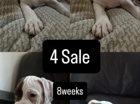 American Bulldog