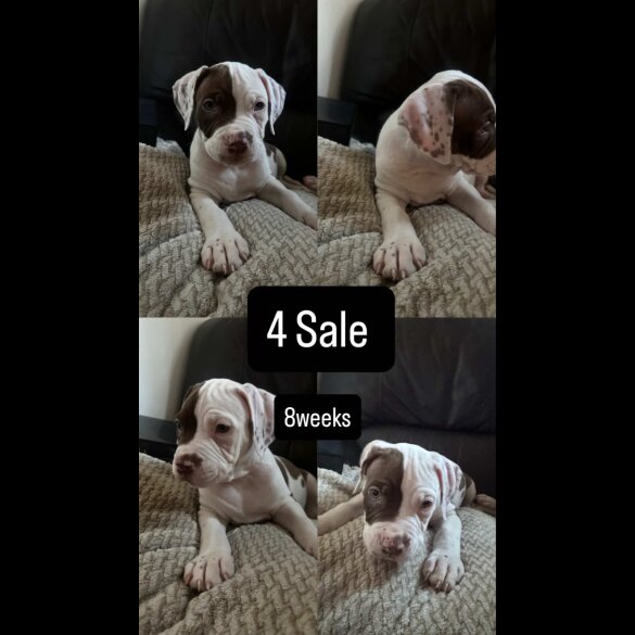 American Bulldog