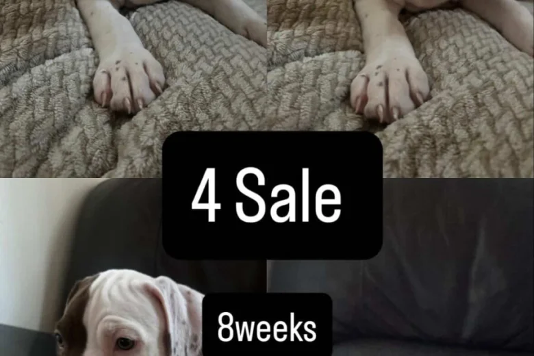 American Bulldog
