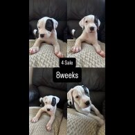 American Bulldog