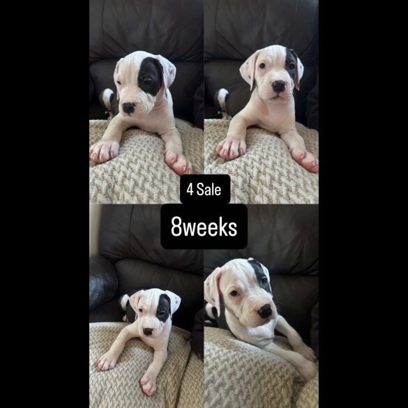 American Bulldog