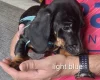 Dachshund (Smooth Haired)