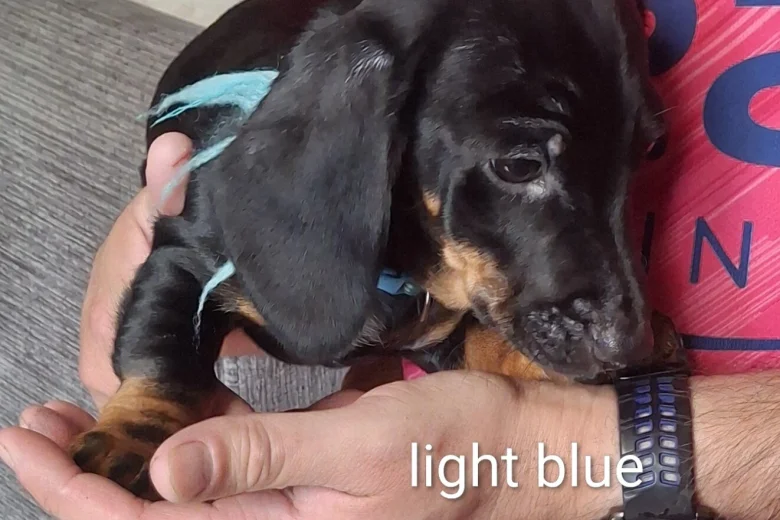 Dachshund (Smooth Haired)