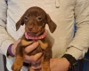 Dachshund (Smooth Haired)