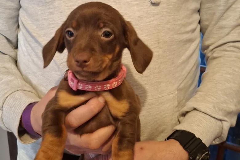 Dachshund (Smooth Haired)