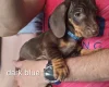 Dachshund (Smooth Haired)