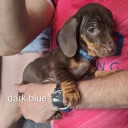 Dachshund (Smooth Haired)