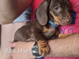 Dachshund (Smooth Haired)