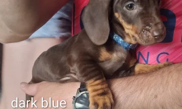 Dachshund (Smooth Haired)