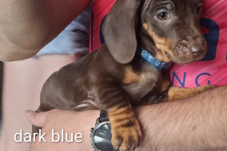 Dachshund (Smooth Haired)