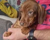Dachshund (Smooth Haired)