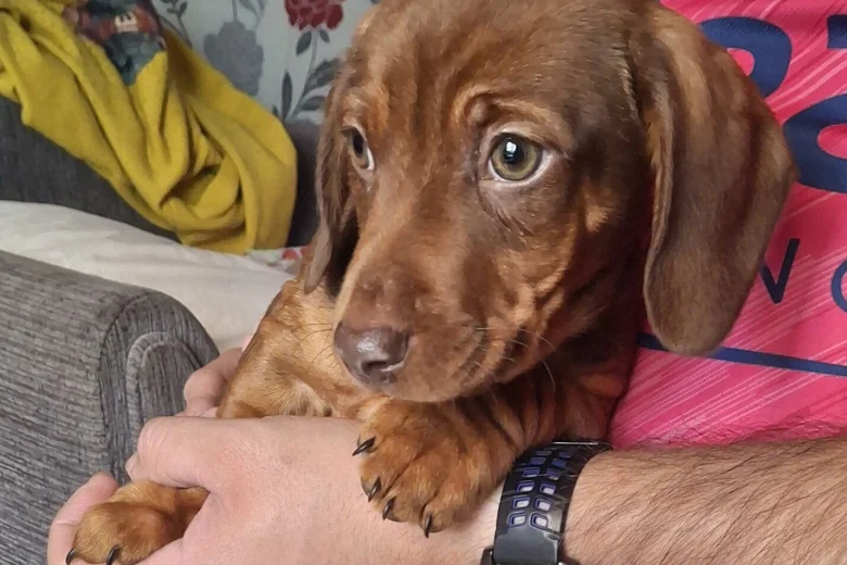 Dachshund (Smooth Haired)