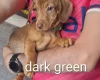 Dachshund (Smooth Haired)