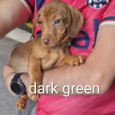Dachshund (Smooth Haired)