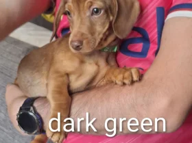 Dachshund (Smooth Haired)