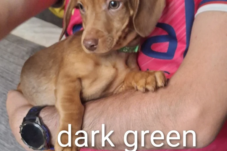 Dachshund (Smooth Haired)