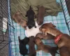 Dachshund (Smooth Haired)