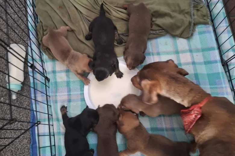 Dachshund (Smooth Haired)