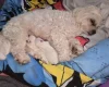 Bichon Frise