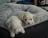 Bichon Frise