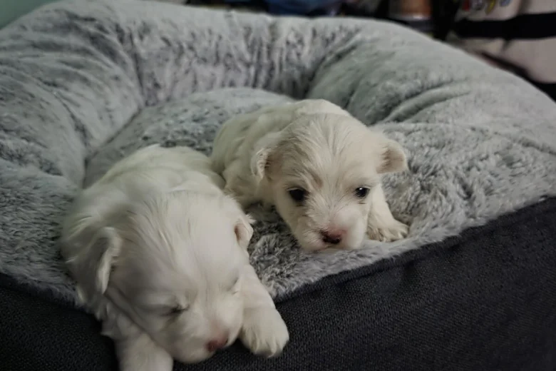 Bichon Frise