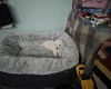 Bichon Frise