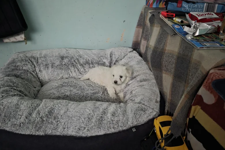 Bichon Frise