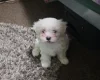 Bichon Frise