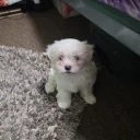 Bichon Frise