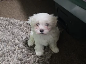 Bichon Frise