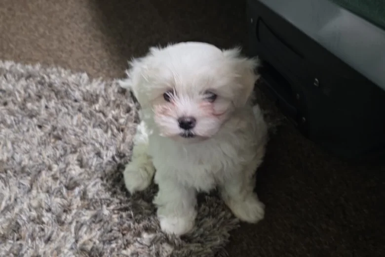 Bichon Frise