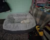 Bichon Frise