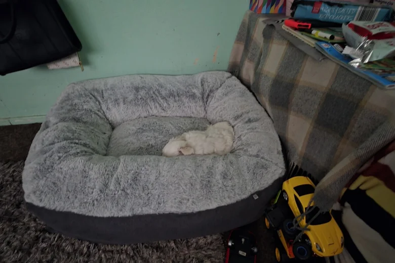 Bichon Frise