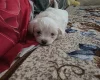 Bichon Frise