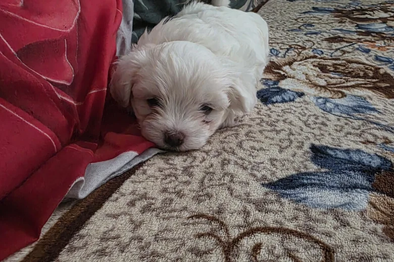 Bichon Frise