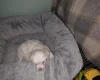 Bichon Frise