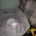 Bichon Frise