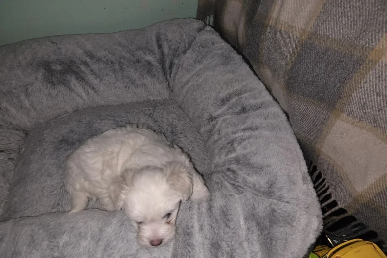 Bichon Frise
