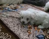 Bichon Frise