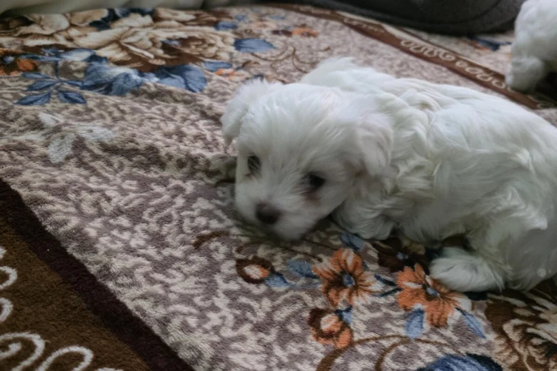 Bichon Frise