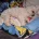 Bichon Frise