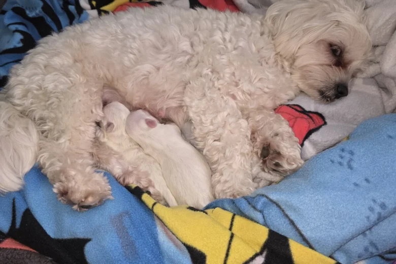 Bichon Frise