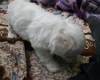 Bichon Frise