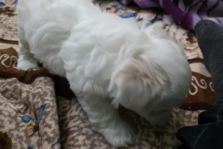 Bichon Frise