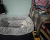 Bichon Frise
